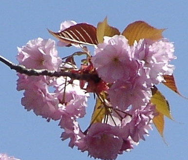 Kirschbaumblüte